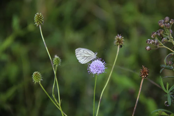 蝴蝶坐在绿草上的花朵上 — 图库照片