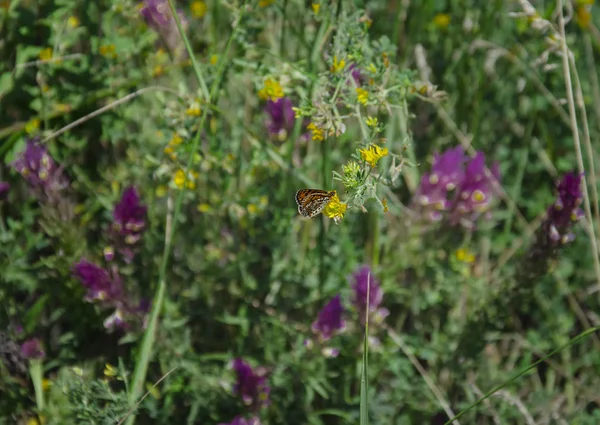 蝴蝶坐在绿草上的花朵上 — 图库照片