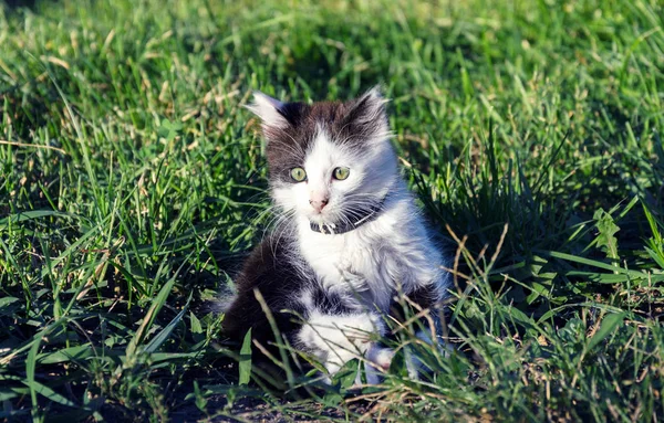 Kitten Gray Little Sitting Green Grass Summer Day Close Stock Picture