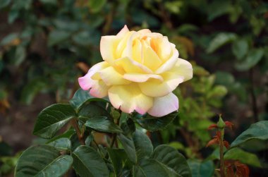 çiçek bahçesi gül bir Bush, bir bahar-sıcak gün bahçede