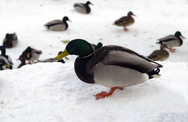 kar üzerinden donmuş bir göl'bir kış soğuk gün yürüyüş ördek sürüsü