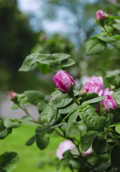 Kwiaty Róże Ogrodowe Krzaku Wiosna Ciepły Dzień Ogrodzie — Zdjęcie stockowe