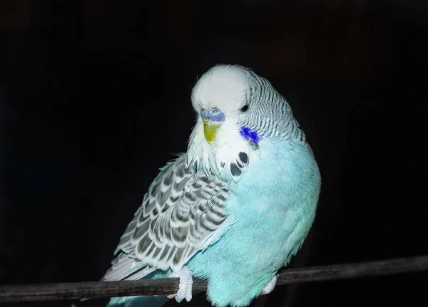 Oiseau Perroquet Ondulé Beau Bleu Sur Fond Sombre Gros Plan — Photo