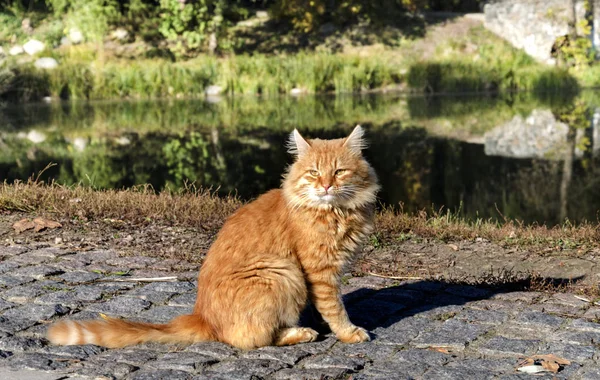Тварина Імбирний Кіт Сидить Траві Теплий Восени Вдень Впритул — стокове фото