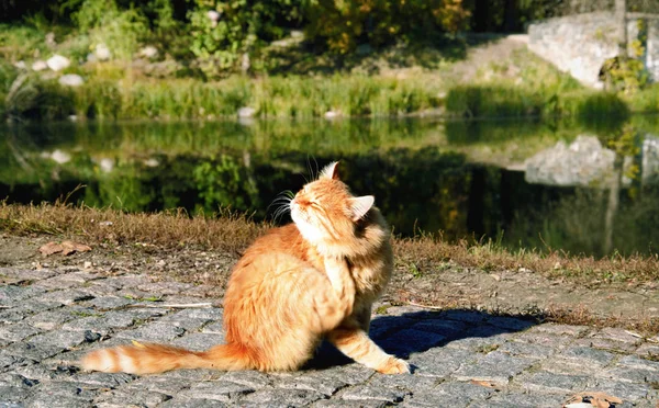 Zvíře Zázvor Kočka Sedí Trávě Teplý Podzim Odpoledních Hodinách Detail — Stock fotografie