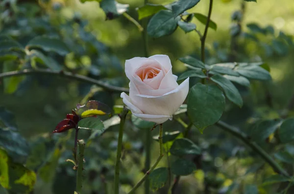 Delicato Fiore Rose Giardino Cespuglio Giornata Calda Giardino Primo Piano — Foto Stock