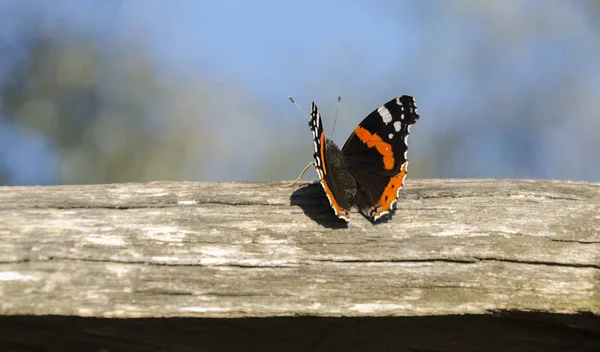 Όμορφη Πεταλούδα Ένα Φωτεινό Έντομο Που Κάθεται Μια Γκρίζα Ξύλινη — Φωτογραφία Αρχείου
