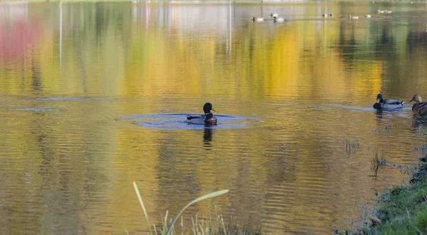 Schöne Erpel Schwimmt Auf Dem See Wildvögel Vor Dem Hintergrund — Stockfoto