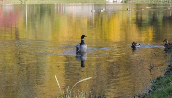 Bellissimo Drake Galleggia Sul Lago Uccelli Selvatici Sullo Sfondo Brillante — Foto Stock