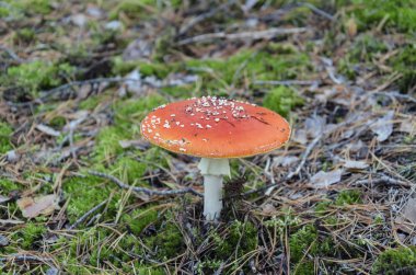 Amanita kırmızı bere ile