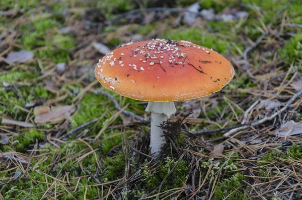 Fungo Non Commestibile Fungo Con Berretto Rosso Cresce Nella Foresta — Foto Stock