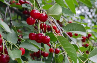 bir ağaç dalı, doğal gıda, yakın çekim yaprak ile olgun kiraz kırmızı
