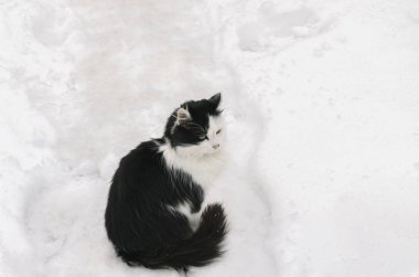 siyah ve beyaz kedi oturur karda bir soğuk kış gününde, yakın çekim