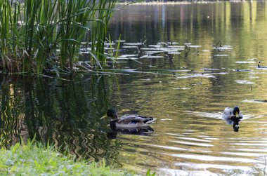 güzel sonbahar manzara, yaban ördekleri sarı yapraklar ağaçlarıyla çevrili bir gölün kıyısında oturmak