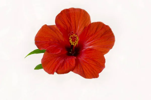 Beautiful Hibiscus Flower Pistil Stamens Red Color Light Background — Stock Photo, Image