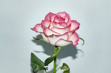 hafif bir arka plan üzerinde gül çiçek