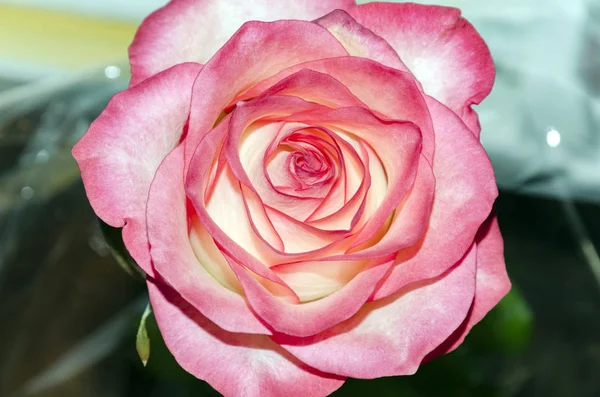 Rose fleur sur un fond clair — Photo