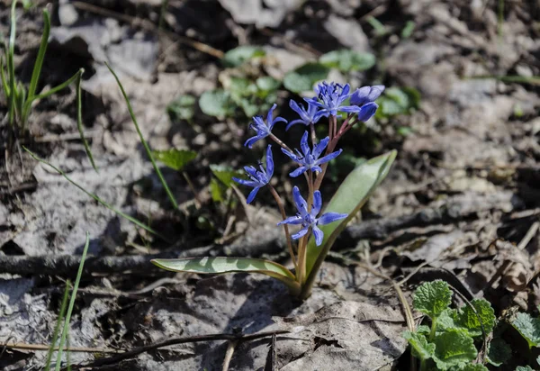 Virágzó Kék Hóvirág Kikiricstől Délután Erdő Közeli Képe — Stock Fotó