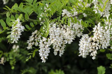Çiçek açan akasya ağacı. Beyaz ılık bahar günü. Güzel bir arka plan.