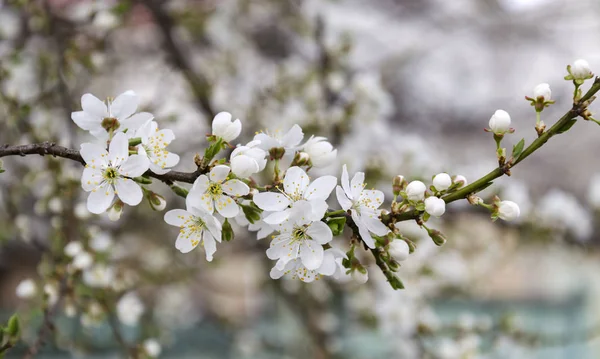 Fleur Cerisier Blanc Dans Jardin Par Une Journée Chaude Beau — Photo