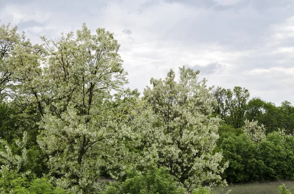 Acacia Floreciente Blanco Cálido Día Primavera Hermoso Fondo Primer Plano —  Fotos de Stock