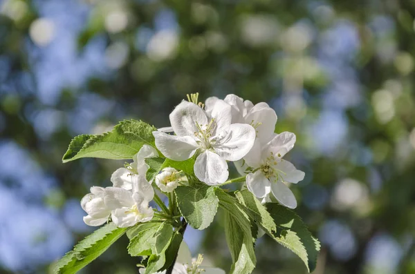 Belle Branche Pommier Blanc Fleuri Par Une Journée Chaude Dans — Photo