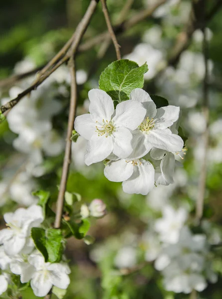 Belle Branche Pommier Blanc Fleuri Par Une Journée Chaude Dans — Photo