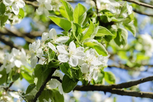 Belle Branche Pommier Blanc Fleuri Par Une Journée Chaude Dans — Photo