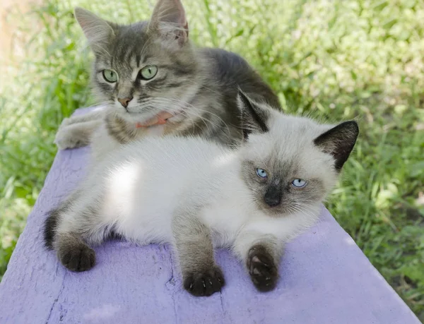 Dois Gatos Adoráveis Gatinho Uma Mãe Gato Estão Dormindo Banco — Fotografia de Stock