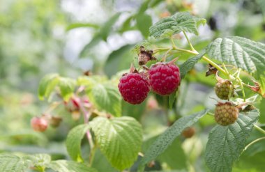 bir yaz gününde bahçedeki dal kırmızı ahududu yakın çekim