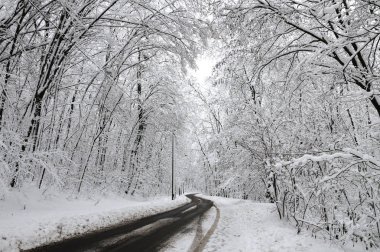 ağaçlarda kar, güzel manzara, Ukrayna, Kiev, 14 Aralık 2018 Kış.