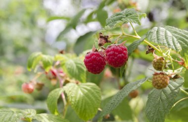 bir yaz gününde bahçedeki dal kırmızı ahududu yakın çekim