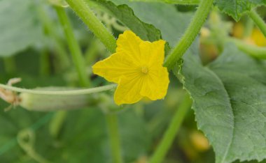yeşil yaprakları ve sarı çiçekler, closeup ile aç alanında bir salatalık sebze meyve