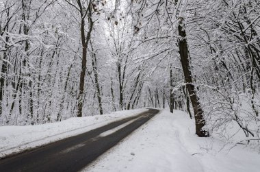 ağaçlarda kar, güzel manzara, Ukrayna, Kiev, 14 Aralık 2018 Kış.