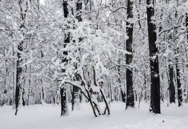 ağaçlarda kar, güzel manzara, Ukrayna, Kiev, 14 Aralık 2018 Kış.