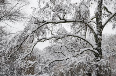 ağaçlarda kar, güzel manzara, Ukrayna, Kiev, 14 Aralık 2018 Kış.
