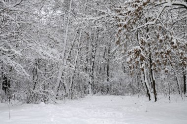 ağaçlarda kar, güzel manzara, Ukrayna, Kiev, 14 Aralık 2018 Kış.