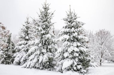 ağaçlarda kar, güzel manzara, Ukrayna, Kiev, 14 Aralık 2018 Kış.