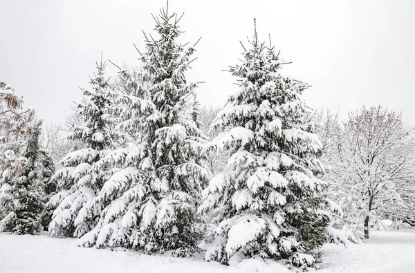 ağaçlarda kar, güzel manzara, Ukrayna, Kiev, 14 Aralık 2018 Kış.