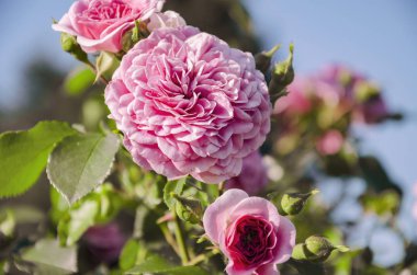 güzel çiçek kokulu gül blooms sıcak üzerinde bahçesinde, yaz gün, yakın çekim