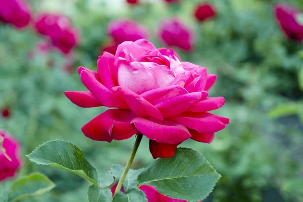 Szép Virág Illatos Rózsa Virágzik Kertben Meleg Nyári Nap Közeli — Stock Fotó