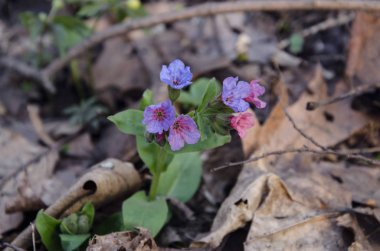 Pulmonaria, otsu bitki, campanula'lar yaprak döken orman baharda çiçekler