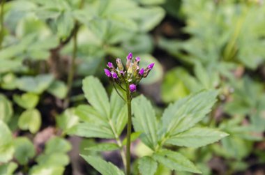çok yıllık bitki çiçek yaprak döken ormanının sıcak bahar öğleden sonra
