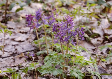 Corydalis çiçekler, çok yıllık bitki, yaprak döken orman bahar campanula'lar