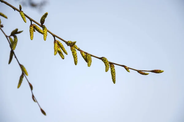 Brincos Uma Flor Bétula Pendurar Dia Velha Primavera — Fotografia de Stock