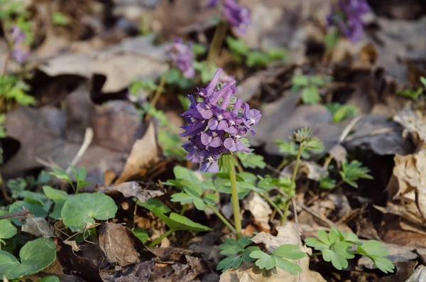 Fiori Corydalis Erbe Perenni Primule Primavera Nella Foresta Decidua — Foto Stock