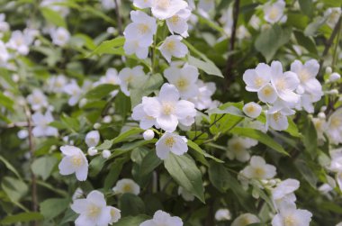 Beyaz güzel çiçek açan elma ağacı dalı, arka planda Bahçe, güzel, sıcak bir günde yakın çekim