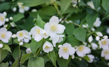 Beyaz güzel çiçek açan elma ağacı dalı, arka planda Bahçe, güzel, sıcak bir günde yakın çekim