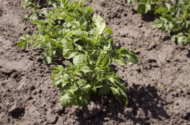 Bush patates bitkilerde çiftlik yatak, sıcak bahar günü, yakın çekim