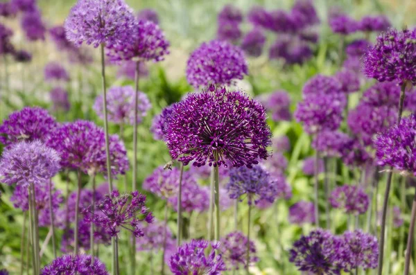 Vackra Blomställning Dekorativ Lök Med Lila Blommor Vacker Bakgrund Närbild — Stockfoto